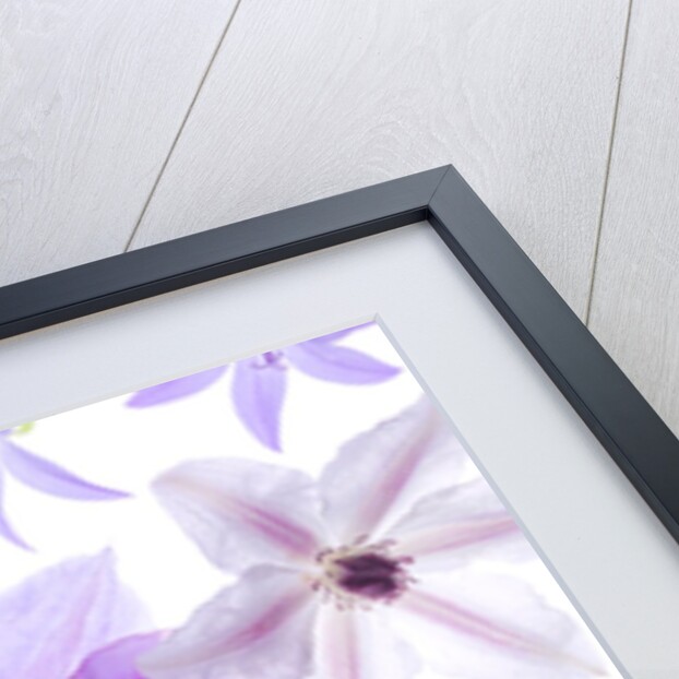 Clematis flowers by Assaf Frank